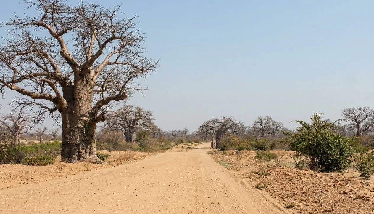 Sandy gravel road passing a giant baobab tree
