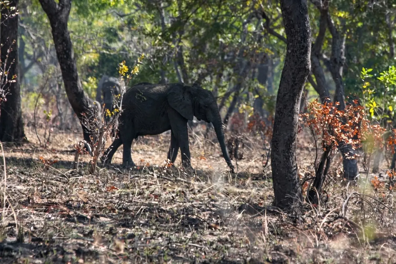 Elephant walking through mopane woodland