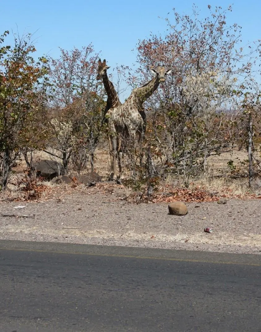 Giraffe browsing among dry-season trees beside the road