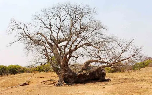 The fallen baobab at Ing’ombe Ilede that looks like a resting cow and gives the site its name